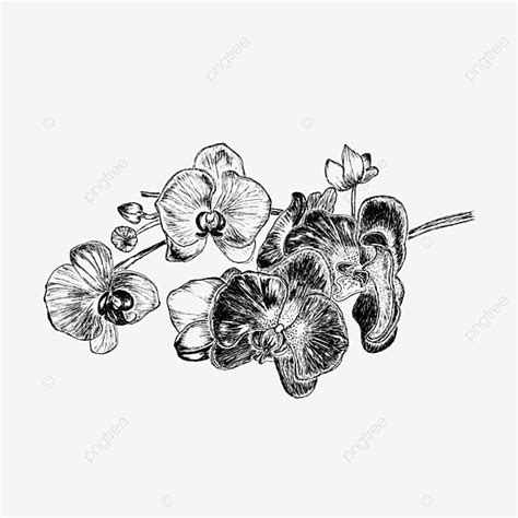 Black Orchid Vector Hd Png Images Orchid In Black And White Orchid
