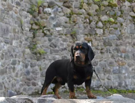Basset Des Alpes Tout Savoir Sur Ce Petit Chien Affectueux