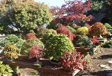 Autumn Beauty In Rochester New York Valavanis Bonsai Blog