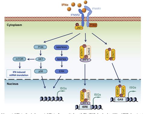 Figure 1 From Regulation Of Type I Interferon Signaling In Immunity And Inflammation A