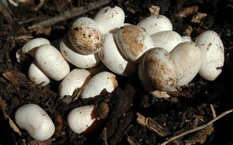 File:Grass snake eggs.jpg - Wikipedia