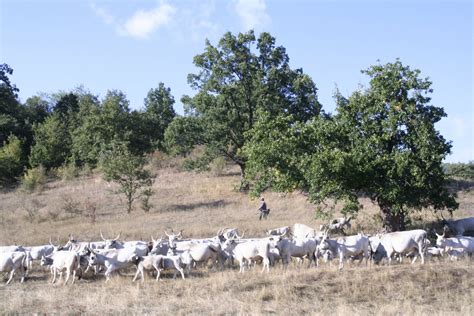 Free Images Landscape Tree Grass Field Wildlife Herd Pasture