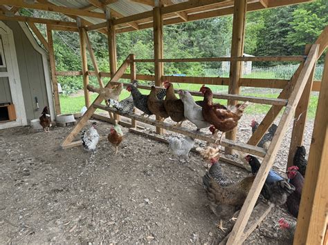 build  covered chicken run step  step