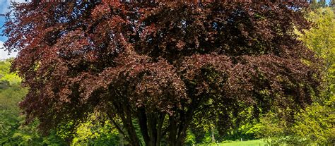 Copper Beech Fagus Sylvatica Purpurea Organic Plant Care LLC