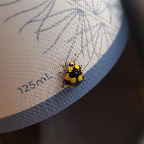 Is This Guy A Ladybeetle Or An Invasive Species Nsw Australia R