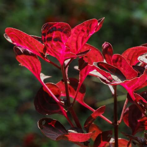 25 Stunning Plants With Red Leaves Indoor And Outdoor