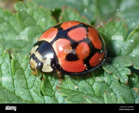 Lunate Lady Beetle Cheilomenes Lunata Insecta Stock Photo Alamy