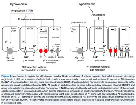 David Serantes On Twitter Why Is Hyperaldosteronism In Hypovolemia