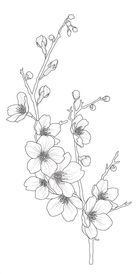 Cherry Blossom Outline Cherry Blossom Drawing Tattoo Design Drawings