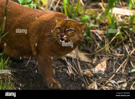 Jaguarundi Puma Yagouaroundi Or Eyra Is A Small Wild Cat Native To