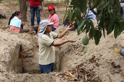 INIA Capacita A Productores De Piura En El Manejo Integrado Del Cultivo