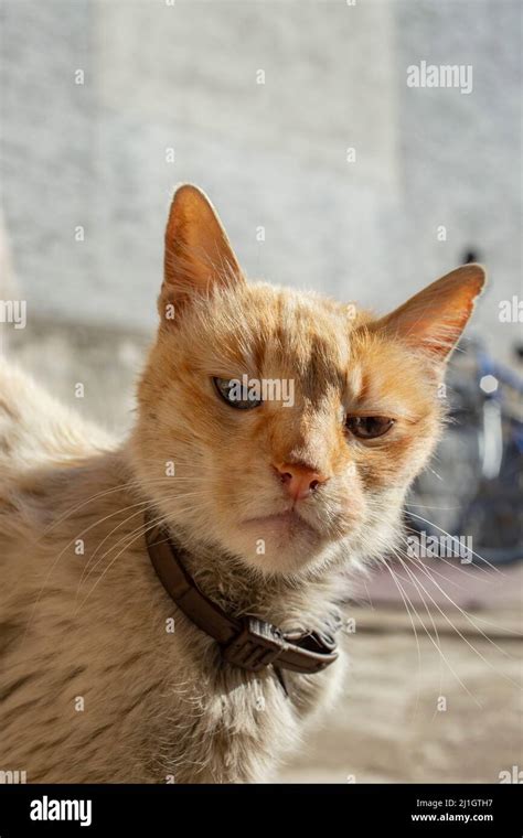 Old And Sick Tom Cat With Leather Collar Looking Superior To The