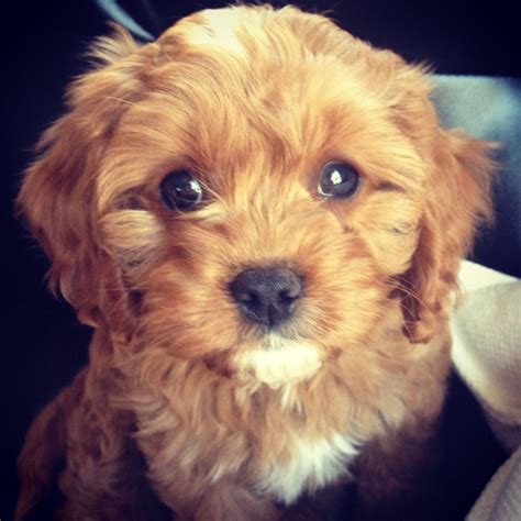 Cavapoo Puppy Puppies Cavoodle Puppies Puppies And Kitties