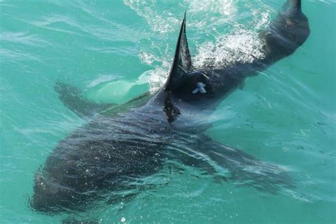 White Shark Research - Marine Dynamics