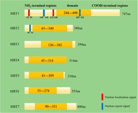 Frontiers Mammalian Sirtuins And Their Relevance In Vascular