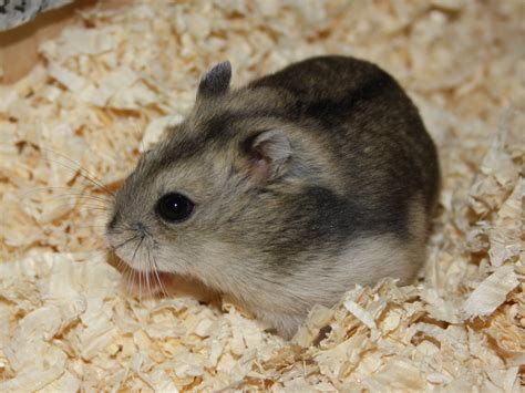 Mad Max - Hamsterhilfe Österreich