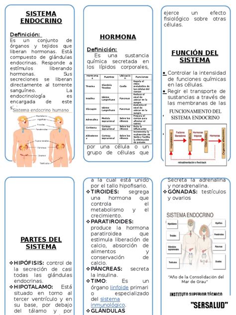 Triptico Las Hormonas Pdf Hormona Sistema Endocrino Porn Sex Picture