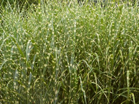 Miscanthus sinensis Zebrinus | Okrasné trávy, bambusy |Zahradnictví Franc