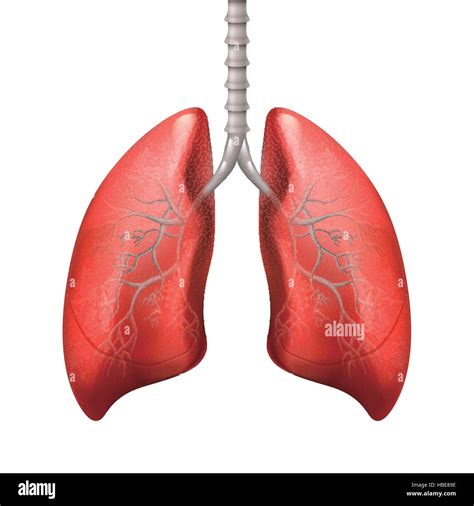 Human Lungs Isolated On White Background 3d Illustration Stock Vector