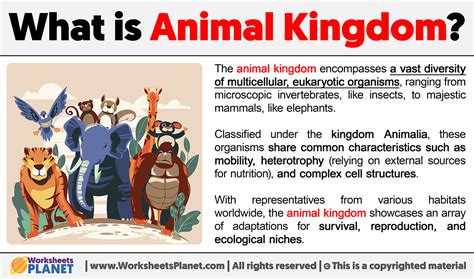 What is Animal Kingdom