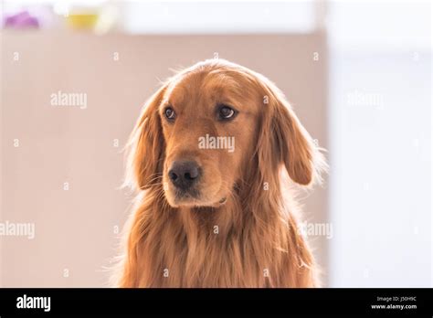 Golden Hound Head Closeup Stock Photo Alamy