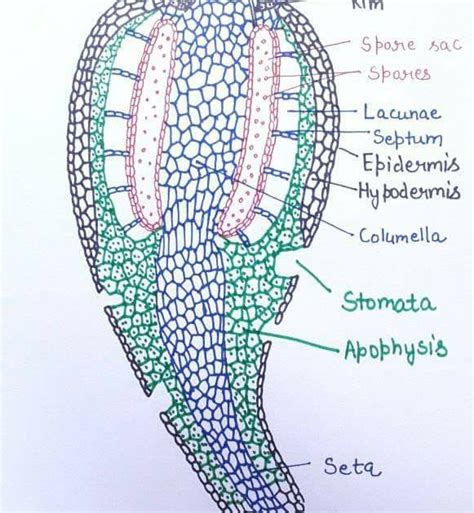 funaria capsule diagram