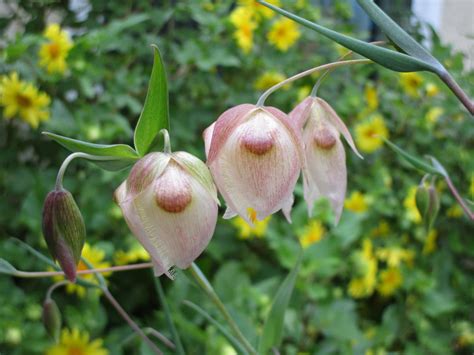 Calochortus albus - Linda Vista Native Plants