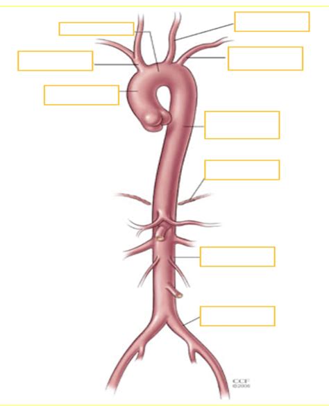 The Descending Aorta And Inferior Vena Cava Diagram Quizlet