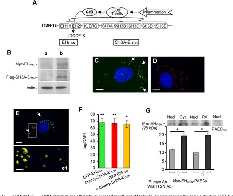 Figure 1 From Sex Differences In The Proliferation Of Pulmonary Artery Endothelial Cells
