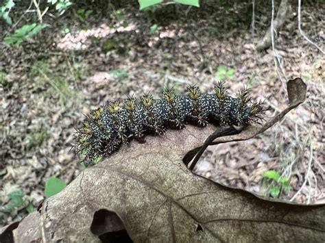 Buck Moth From Uwharrie National Forest Troy Nc Us On June