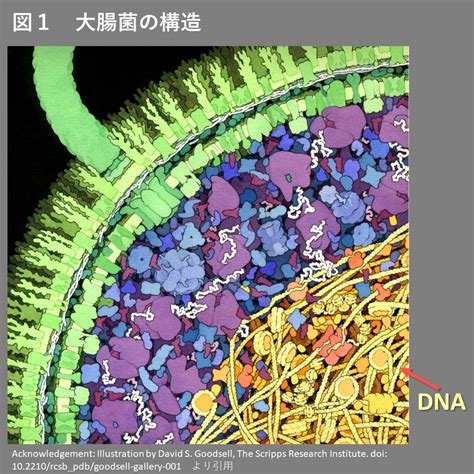 シリーズ ウィズコロナ時代を生きるためのバイオロジー －第2回ウイルスが感染する仕組み－｜函館五稜郭病院