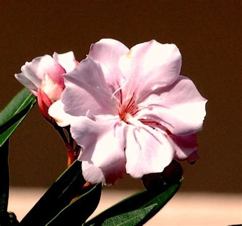 Солнечное окно. Подбираем светолюбивые растения | flori-da.ru