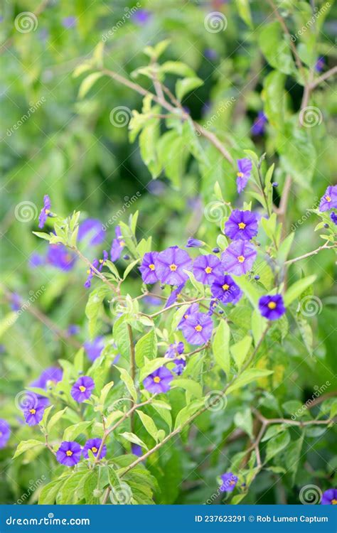 Blue Potato Bush Lycianthes Rantonnetii Shrub With Purple Flowers