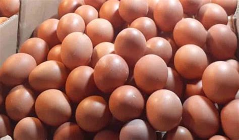 Harga Telur Ayam Terkini 2021 Serta Tips Memilihnya Aplikasi