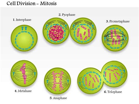 Cell Division Interphase