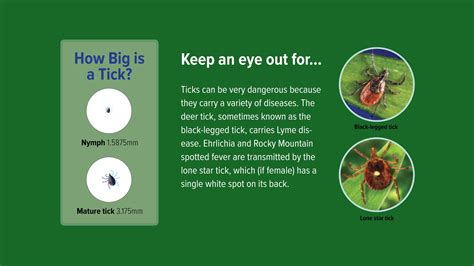 What Ticks Cause Lyme Disease In Dogs