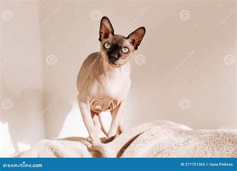 Bald Cat Cat Of Breed Sphinx Naked Cat Stock Photography CartoonDealer