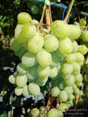Сорт винограда Подарок Запорожью