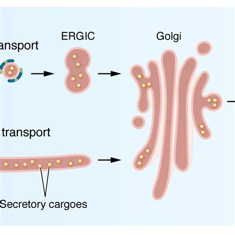 Er To Golgi Transport Of Secreted Proteins Secretory Proteins In The