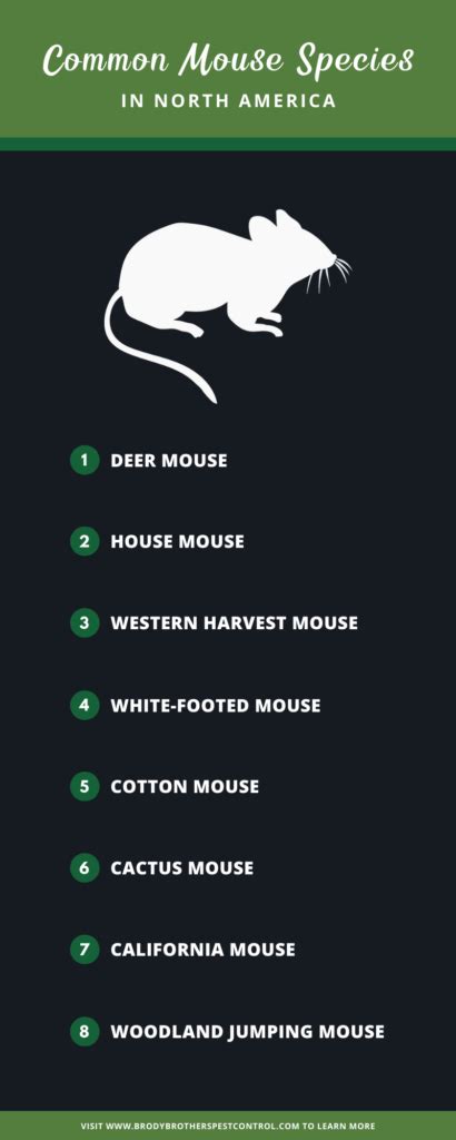 8 Common Mouse Species in the U.S. and Their Unique Traits 🐭