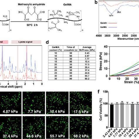 Characterization Of Gelma Hydrogel With Various Stiffness A Scheme Download Scientific