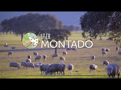 Lter Portugal Montado Dehesa With En Subtitles Youtube