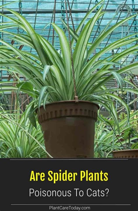 Are Spider Plants Toxic To Cats? Are Spider Plants Safe For Cats? in ...