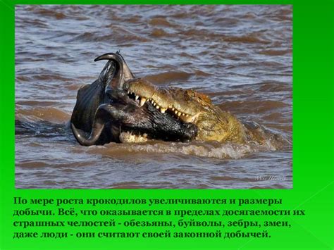 Крокодил - презентация онлайн
