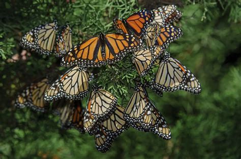 Un Nuevo Plan Para Conservar Las Mariposas Monarca Una Especie En Peligro