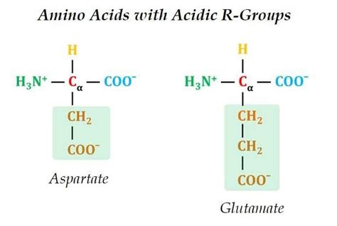 Classification Of Amino Acids In Biochemistry Easybiologyclass