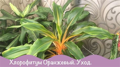 Комнатные растения. Хлорофитум оранжевый. Уход и содержание. - YouTube