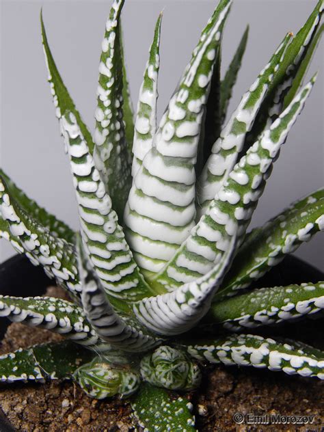Хавортия Haworthia cv. Super Zebra.