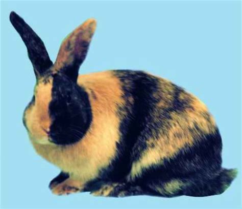 Harlequin - Different Breeds Of Rabbits