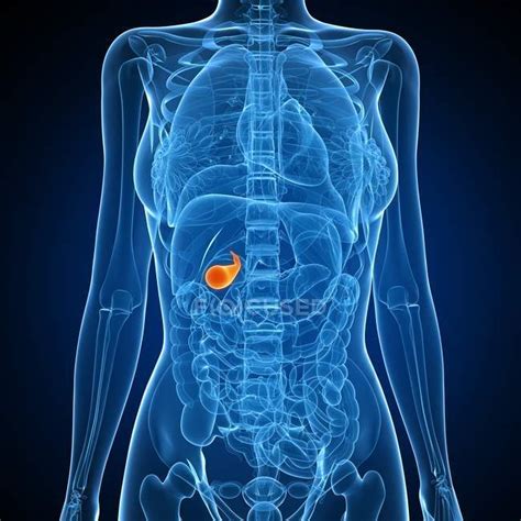 Gallbladder Location Female | ubicaciondepersonas.cdmx.gob.mx